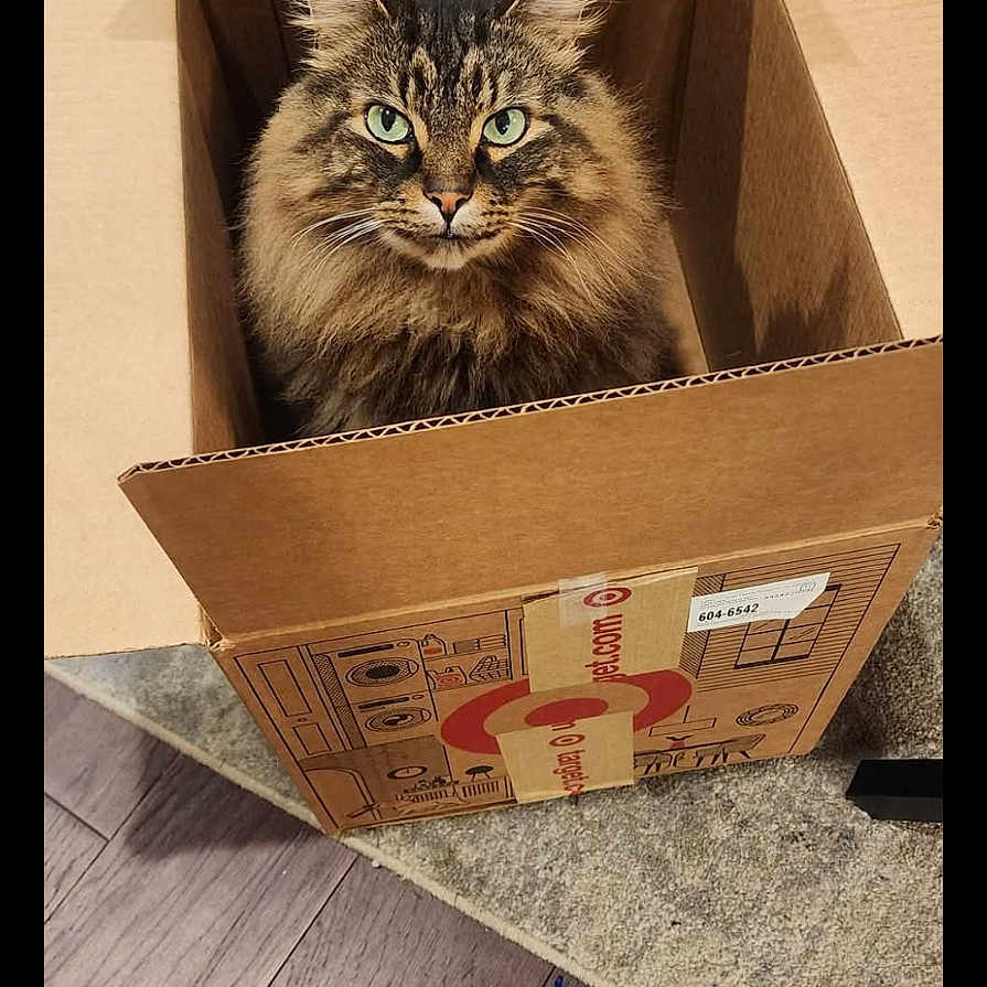 Felix joined the competition — help win amazing prizes! abyssinian, animal, basket, box, cardboard, carton, cat, crate, hardwood, indoors, interiordesign, kitten, manx, package, packagedelivery, person, pet, sleeping, wood