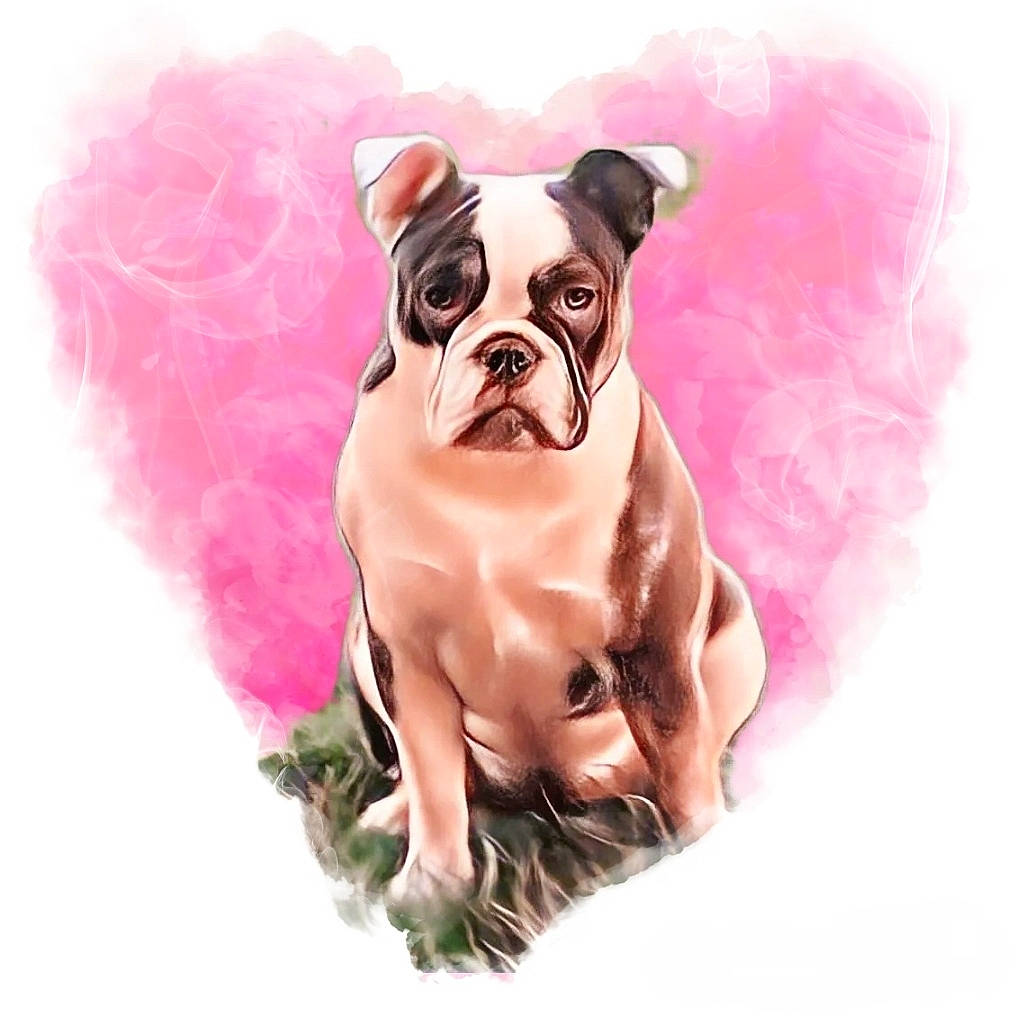 Shelby participe au concours pour gagner de l'argent avec cette photo : art, bulldog, canidae, carnivore, companion_dog, dog, dog_breed, dog_supply, drawing, fawn, font, illustration, magenta, pink, pug, snout, sporting_group, toy, toy_dog, working_animal