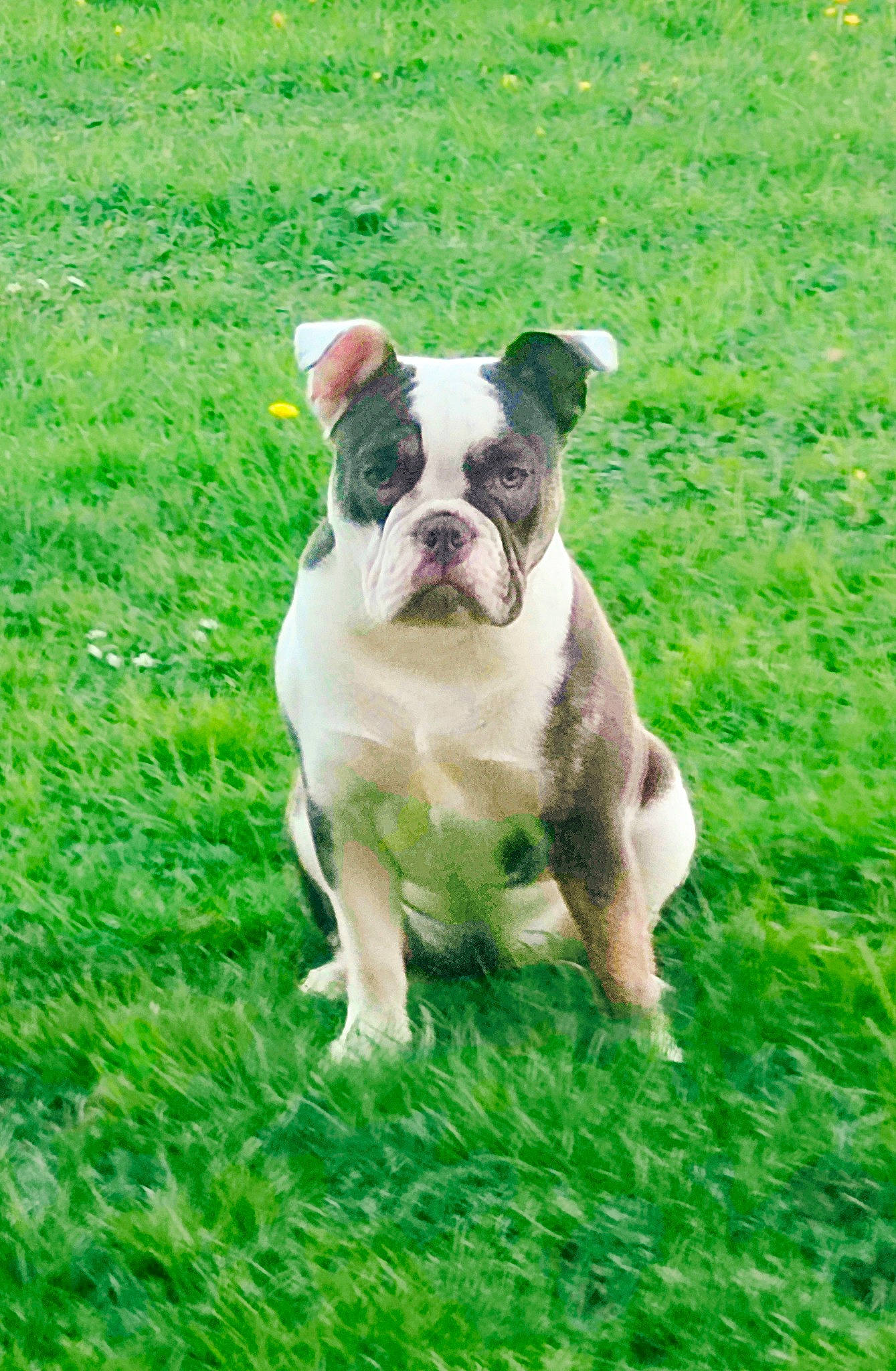 Shelby participe au concours pour gagner de l'argent avec cette photo : annual_plant, bulldog, canidae, carnivore, companion_dog, dog, dog_breed, fawn, grass, groundcover, lawn, molosser, non_sporting_group, plant, rose_order, sporting_group, toy_dog, working_animal, working_dog