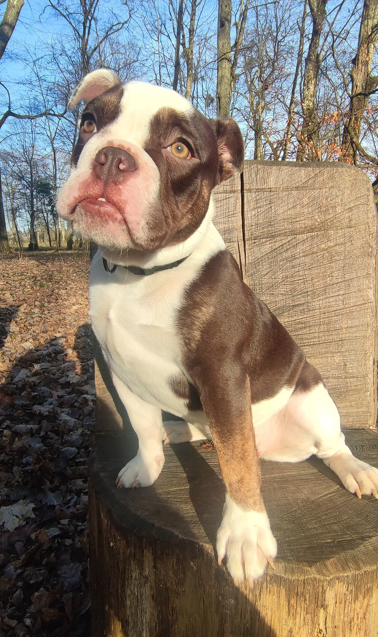 Shelby a rejoint le concours — aidez-le/la à gagner de superbes lots ! bulldog, canidae, carnivore, collar, companion_dog, dog, dog_breed, dog_collar, dorset_olde_tyme_bulldogge, fawn, grass, molosser, non_sporting_group, plant, sky, sporting_group, terrestrial_animal, tree, working_animal, working_dog