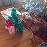Cosmo is registered to the contest to win money with this photo: animal, cactus, christmas_tree, cozy, curious, decorations, dog, festive, gift_bag, holiday, home, indoor, pet, plush_toy, seasonal, sniffing, sweater, train_track, wooden_floor, wrapped_presents