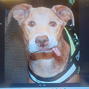 Cosmo is registered to the contest to win money with this photo: dog, tongue_out, close_up, pet, animal, brown_fur, harness, ears, snout, canine, domestic_animal, cute, portrait, indoor, face, expression, furry, muzzle, looking_at_camera, friendly