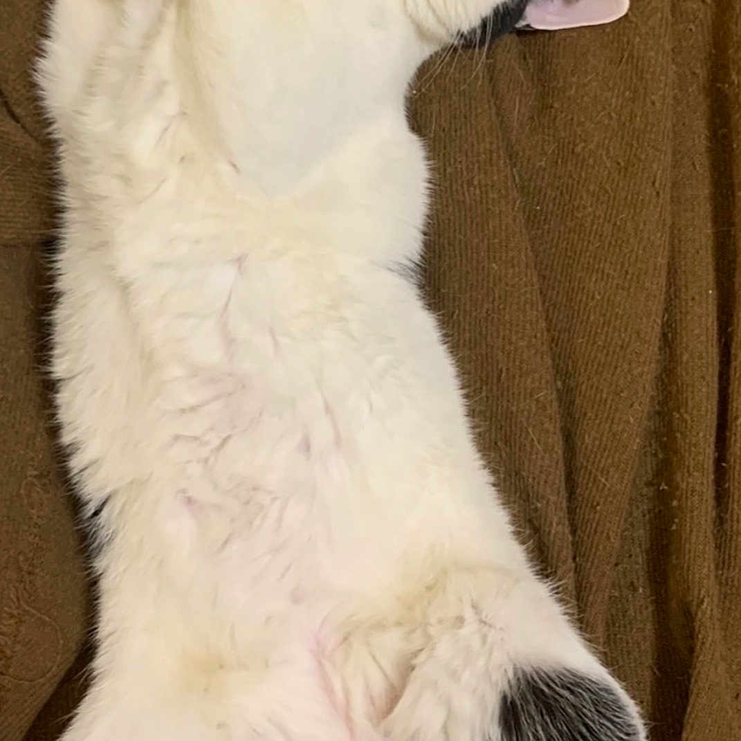 Tux joined the competition — help win amazing prizes! cat, white_cat, black_spots, lying_down, relaxed, pet, feline, fur, whiskers, pink_nose, sleeping, domestic_cat, cute, animal, indoor, cozy, blanket, resting, paws, tail