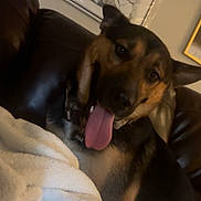 Max is registered to the contest to win money with this photo: dog, german_shepherd, tongue_out, leather_couch, blanket, indoor, pet, animal, canine, happy, tongue, collar, fur, ears, wall_art, framed_picture, home, relaxing, brown, black