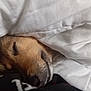 Olly participe au concours pour gagner de l'argent avec cette photo : dog, sleeping, blanket, cozy, resting, fur, nose, closed_eyes, indoor, comfort, warm, pet, canine, cute, relaxation, bed, soft, fur_texture, snuggle, calm