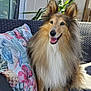 dog, collie, fluffy, sitting, sofa, outdoor, cushion, pillow, wicker, pet, happy, smiling, sunlight, garden, plant, home, relaxed, fur, animal, companion