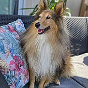 Olly a rejoint le concours — aidez-le/la à gagner de superbes lots ! canine, companion, cushion, dog, domestic_animal, ears_up, flower_pattern, fluffy, furniture, happy, home, long_hair, outdoor, pet, portrait, relaxing, sitting, smiling, sofa, sunlight