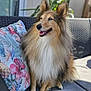 dog, sitting, sofa, cushion, fluffy, outdoor, pet, happy, smiling, sunlight, flower_pattern, home, relaxing, canine, furniture, ears_up, long_hair, domestic_animal, companion, portrait