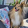 dog, shetland_sheepdog, pet, outdoor, sofa, wicker, cushion, fluffy, happy, tongue_out, animal, canine, smiling, relaxed, garden, daylight, furniture, plant, portrait, companion