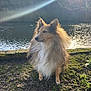 Olly a rejoint le concours — aidez-le/la à gagner de superbes lots ! dog, shetland_sheepdog, outdoor, water, lake, grass, sunlight, lens_flare, nature, fur, animal, pet, canine, moss, tree, daylight, standing, peaceful, scenic, wildlife