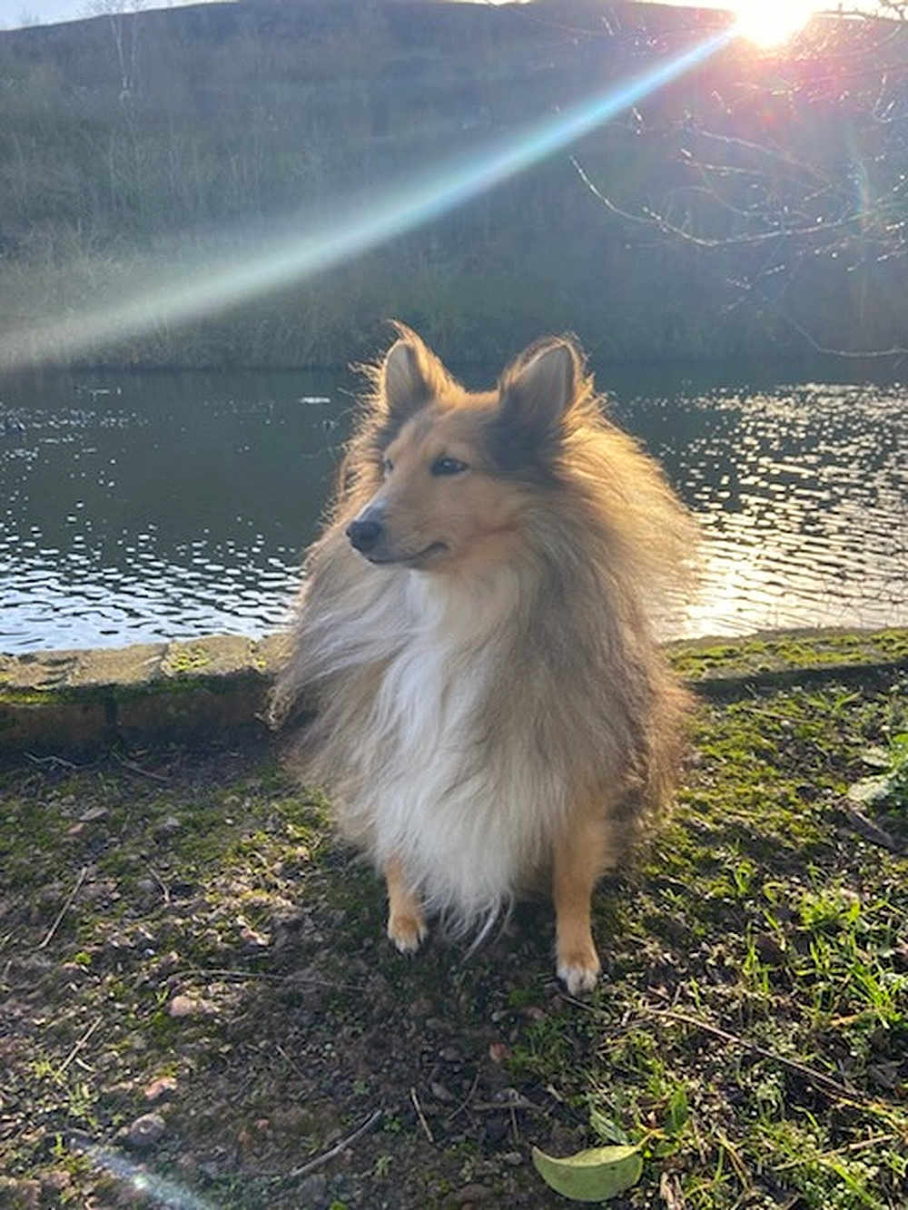Olly a rejoint le concours — aidez-le/la à gagner de superbes lots ! dog, shetland_sheepdog, outdoor, water, lake, grass, sunlight, lens_flare, nature, fur, animal, pet, canine, moss, tree, daylight, standing, peaceful, scenic, wildlife
