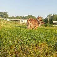 Olly a rejoint le concours — aidez-le/la à gagner de superbes lots ! dog, grass, outdoor, sunlight, field, house, trees, canine, pet, nature, daylight, fur, animal, mammal, walk, rural, backyard, summer, greenery, leisure