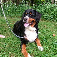 Bear joined the competition — help win amazing prizes! dog, bernese_mountain_dog, pet, animal, black_white_brown, tricolor, tongue_out, sitting, lying_down, happy, outdoor, grass, garden, backyard, forest, trees, greenery, leash, chain, portrait