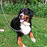 dog, bernese_mountain_dog, pet, animal, black_white_brown, tricolor, tongue_out, sitting, lying_down, happy, outdoor, grass, garden, backyard, forest, trees, greenery, leash, chain, portrait