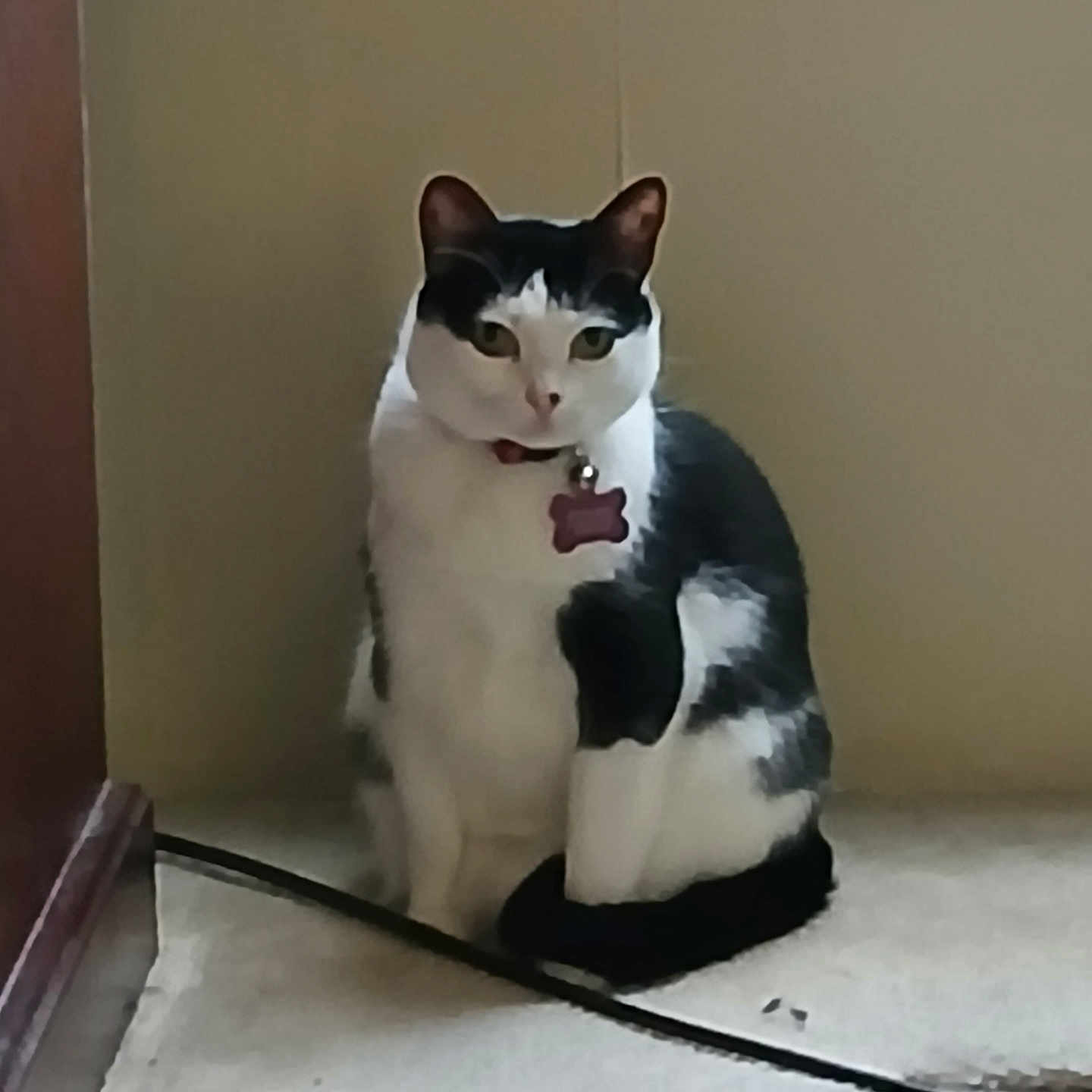 Princess is registered to the contest to win money with this photo: animal, black_and_white, calm, carpet, cat, collar, curious, domestic, feline, floor, furniture, home, indoor, looking, pet, quiet, sitting, tag, wall, window