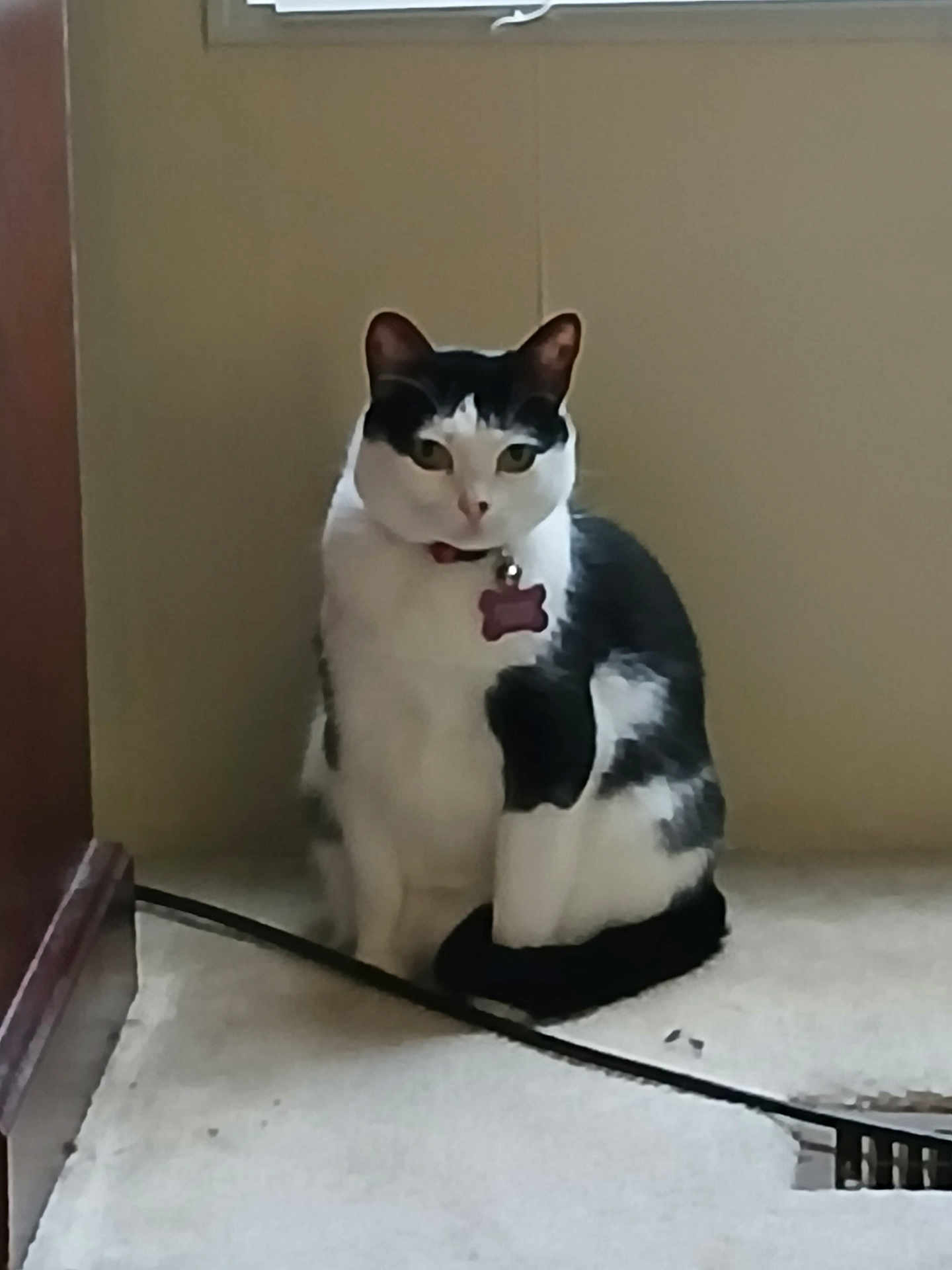 Princess is registered to the contest to win money with this photo: cat, black_and_white, pet, indoor, carpet, collar, tag, feline, sitting, curious, animal, domestic, window, wall, furniture, floor, calm, looking, quiet, home