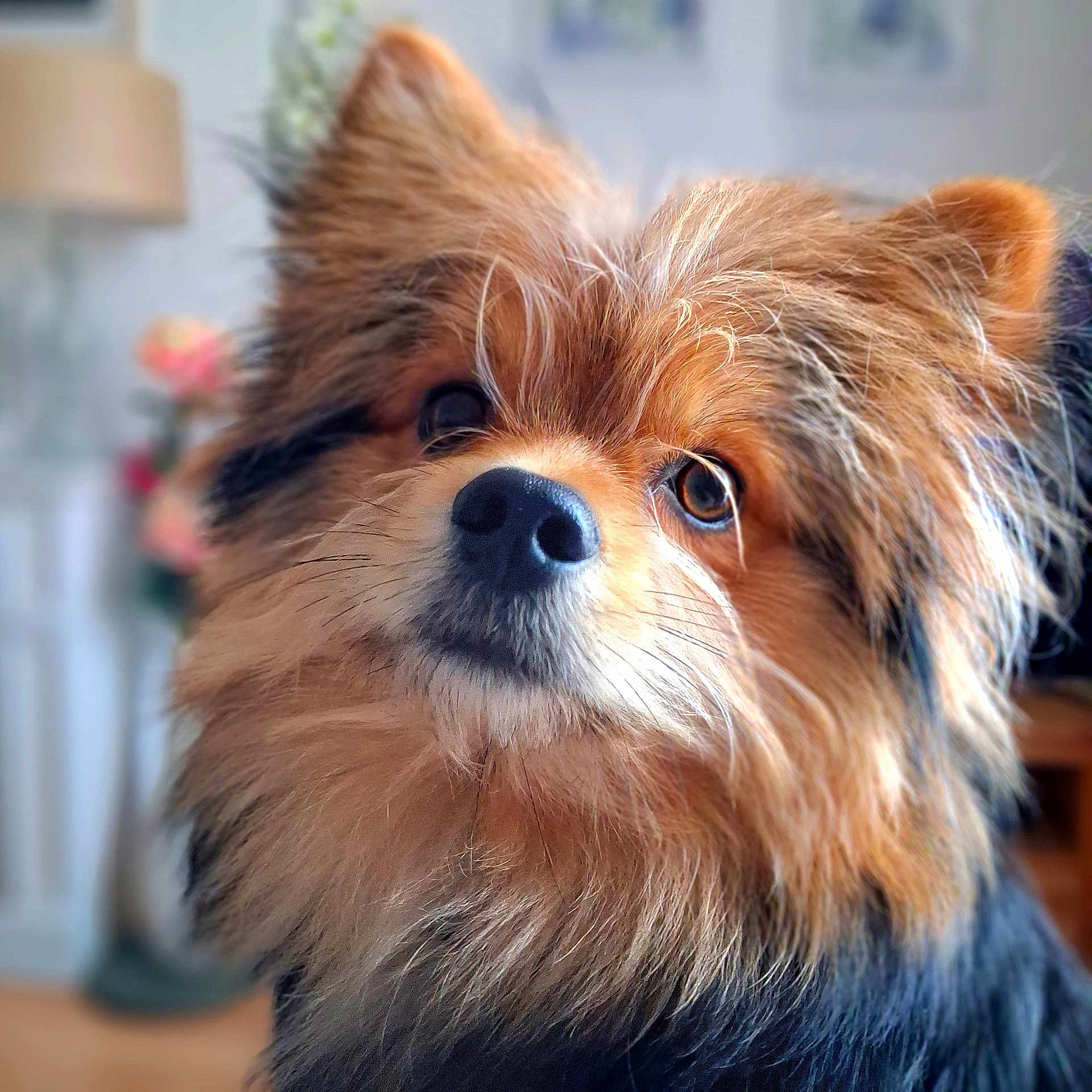 Snoopy a rejoint le concours — aidez-le/la à gagner de superbes lots ! dog, fluffy, portrait, close_up, pet, indoor, fur, brown, black, nose, ears, animal, cute, mammal, face, whiskers, expression, domestic, companion, friendly