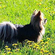 Snoopy a rejoint le concours — aidez-le/la à gagner de superbes lots ! dog, fluffy, long_hair, tail, grass, dandelions, flower, greenery, outdoor, sunlight, nature, animal, pet, canine, field, summer, bright, side_view, standing, peaceful