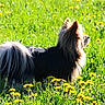 dog, fluffy, long_hair, tail, grass, dandelions, flower, greenery, outdoor, sunlight, nature, animal, pet, canine, field, summer, bright, side_view, standing, peaceful