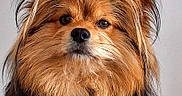 Snoopy a rejoint le concours — aidez-le/la à gagner de superbes lots ! dog, fluffy, portrait, pet, animal, brown, black, fur, ears, face, cute, indoor, closeup, muzzle, whiskers, alert, companion, canine, furry, adorable