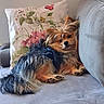 Snoopy participe au concours pour gagner de l'argent avec cette photo : dog, couch, fluffy, relaxed, pet, animal, indoor, pillow, flower_pattern, cozy, fur, cute, resting, small_dog, home, living_room, comfort, canine, nap, domestic