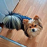 Snoopy participe au concours pour gagner de l'argent avec cette photo : dog, small_dog, fluffy, curious, pet, indoor, wooden_floor, tail, ears, looking_up, furry, animal, companion, cute, adorable, domestic, house, brown, black, white