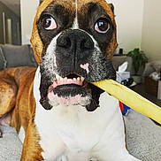 Charlie is registered to the contest to win money with this photo: animal, bodypart, boxer, bulldog, canine, dog, face, hardwood, head, mouth, person, pet, puppy, racket, snout, sport, stainedwood, teeth, tennis, tennisracket