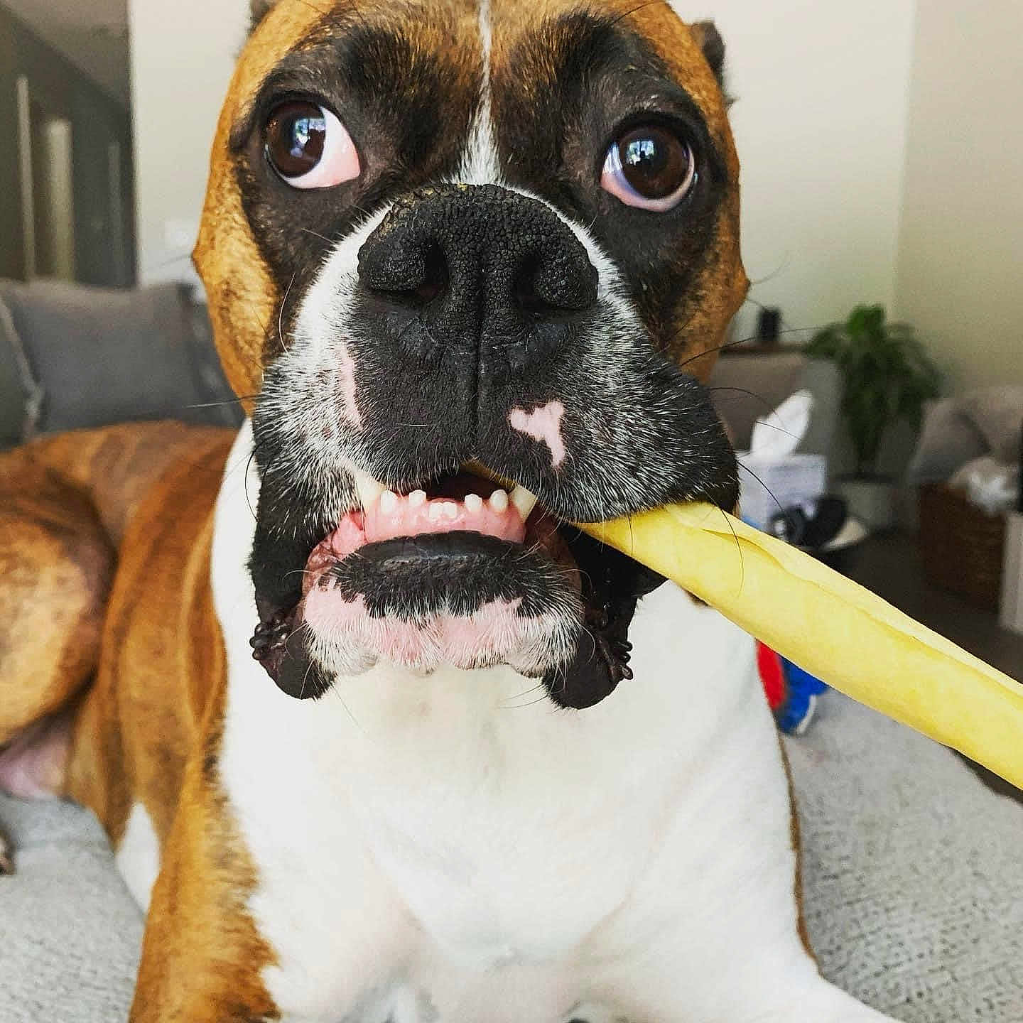 Charlie is registered to the contest to win money with this photo: animal, bodypart, boxer, bulldog, canine, dog, face, hardwood, head, mouth, person, pet, puppy, racket, snout, sport, stainedwood, teeth, tennis, tennisracket