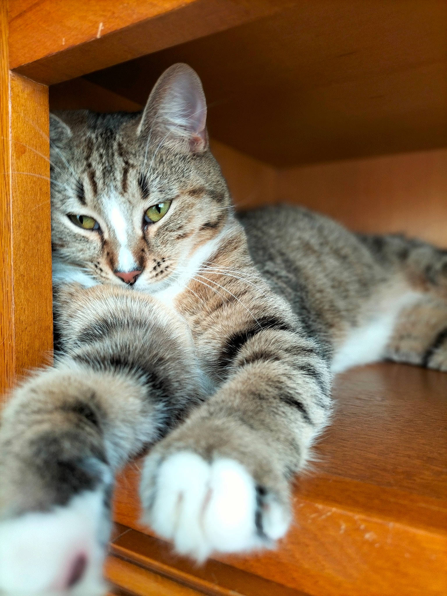 Mozart participe au concours pour gagner de l'argent avec cette photo : carnivore, cat, claw, domestic_short_haired_cat, felidae, fur, hardwood, paw, small_to_medium_sized_cats, snout, table, tail, whiskers, wood