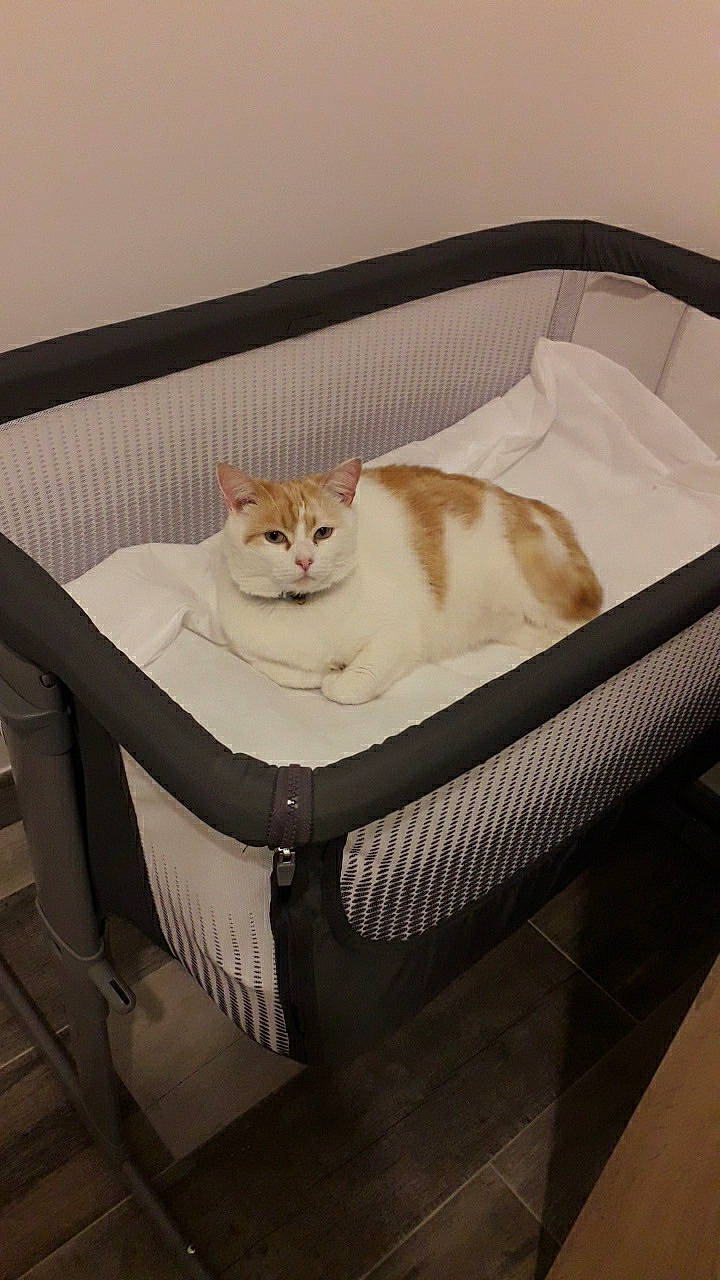 Grelot participe au concours pour gagner de l'argent avec cette photo : bag, beige, box, carnivore, cat, cat_supply, chair, comfort, domestic_short_haired_cat, fawn, felidae, fur, hardwood, pet_supply, room, sitting, small_to_medium_sized_cats, tail, whiskers, wood