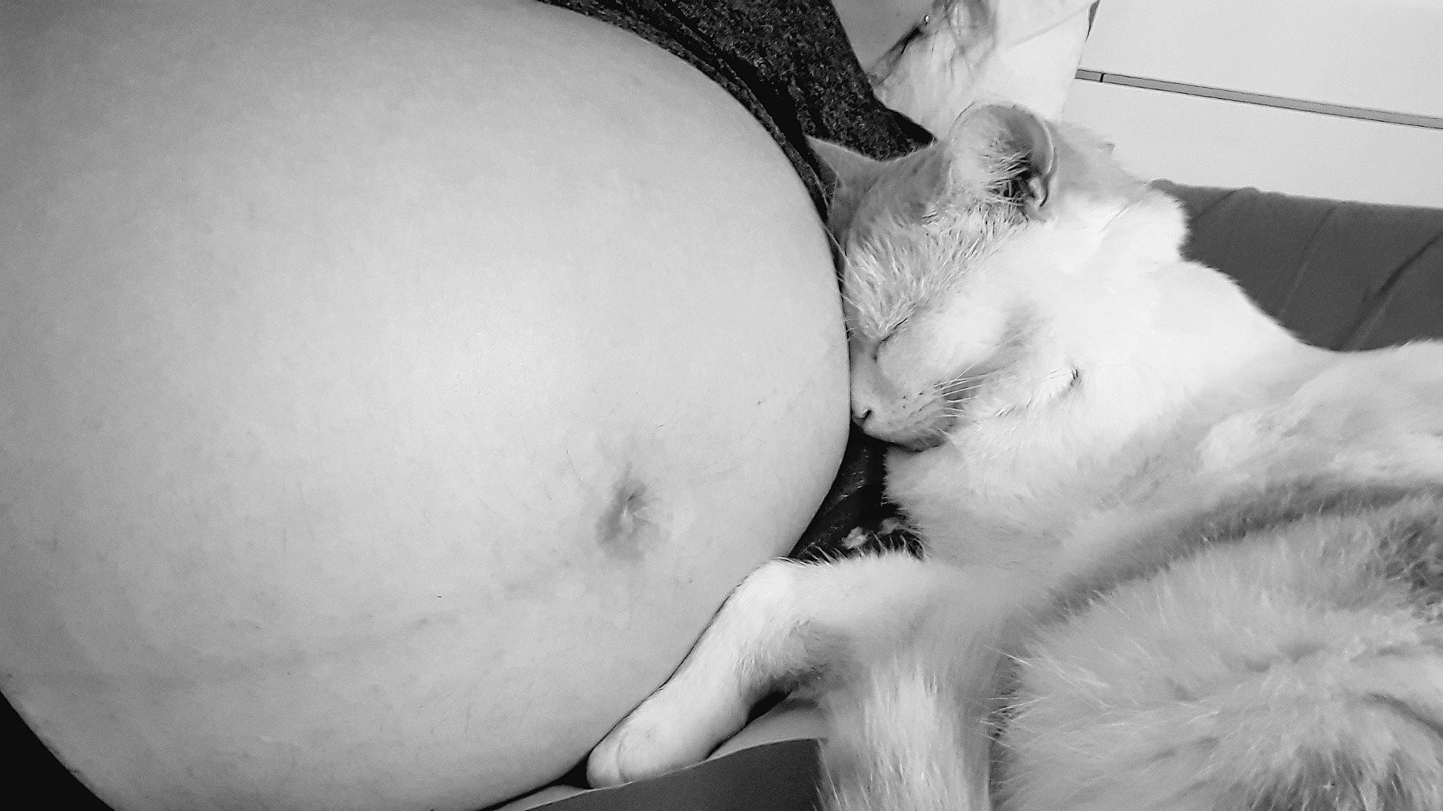 Grelot participe au concours pour gagner de l'argent avec cette photo : abdomen, arm, beard, black, black_and_white, carnivore, cat, chest, comfort, elbow, eyelash, felidae, gesture, small_to_medium_sized_cats, stomach, style, thigh, trunk, waist, white