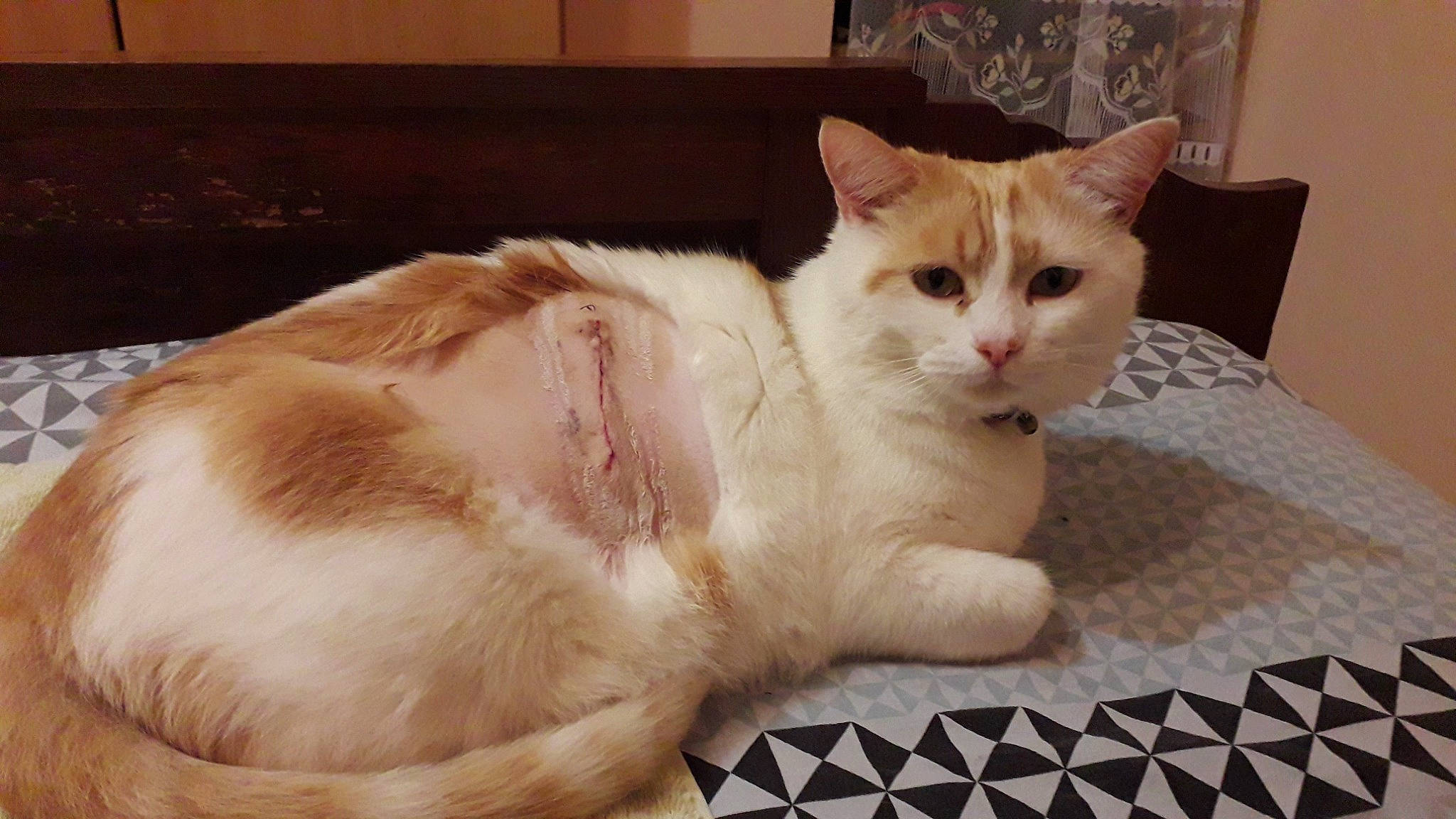 Grelot a rejoint le concours — aidez-le/la à gagner de superbes lots ! carnivore, cat, cat_furniture, cat_supply, claw, comfort, domestic_short_haired_cat, fawn, felidae, fur, nap, paw, pet_supply, small_to_medium_sized_cats, snout, tail, whiskers