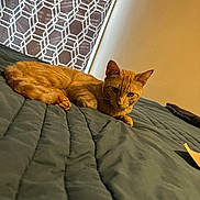 Alex is registered to the contest to win money with this photo: cat, ginger_cat, orange_cat, feline, pet, animal, lying_down, lounging, bed, bedspread, quilt, blanket, indoor, bedroom, cozy, patterned_cushion, warm_lighting, portrait, whiskers, ears