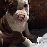Arka participe au concours pour gagner de l'argent avec cette photo : animal, bed, blanket, brown_and_white, canine, closeup, companion, cute, dog, domestic, fur, indoors, paw, pet, portrait, puppy, sleepy, whiskers, wooden_headboard, young