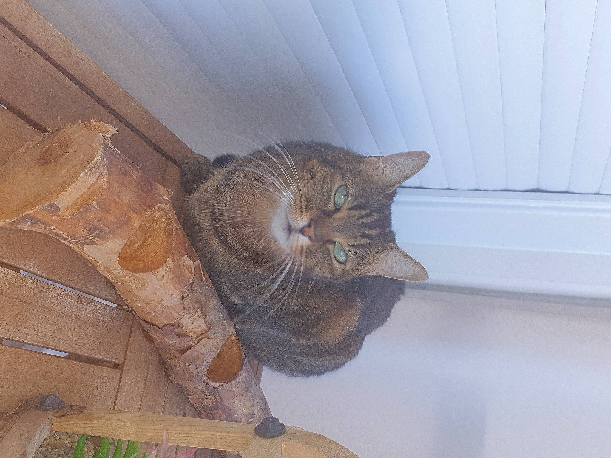 Louna a rejoint le concours — aidez-le/la à gagner de superbes lots ! brown, carnivore, cat, ceiling, comfort, domestic_short_haired_cat, fawn, felidae, flooring, fur, hardwood, pattern, plywood, room, small_to_medium_sized_cats, tail, whiskers, window, window_treatment, wood