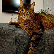 Louna a rejoint le concours — aidez-le/la à gagner de superbes lots ! animal, cat, cute, domestic_animal, feline, fur, gray_sofa, green_eyes, home, indoor, living_room, lounging, pet, plant, relaxed, resting, sofa, tabby, television, whiskers