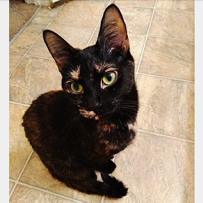 Kahlua joined the competition — help win amazing prizes! asian, black_cat, bombay, burmese, carnivore, cat, domestic_short_haired_cat, ear, european_shorthair, eye, felidae, german_rex, havana_brown, kitten, mammal, small_to_medium_sized_cats, tail, tile, vertebrate, whiskers