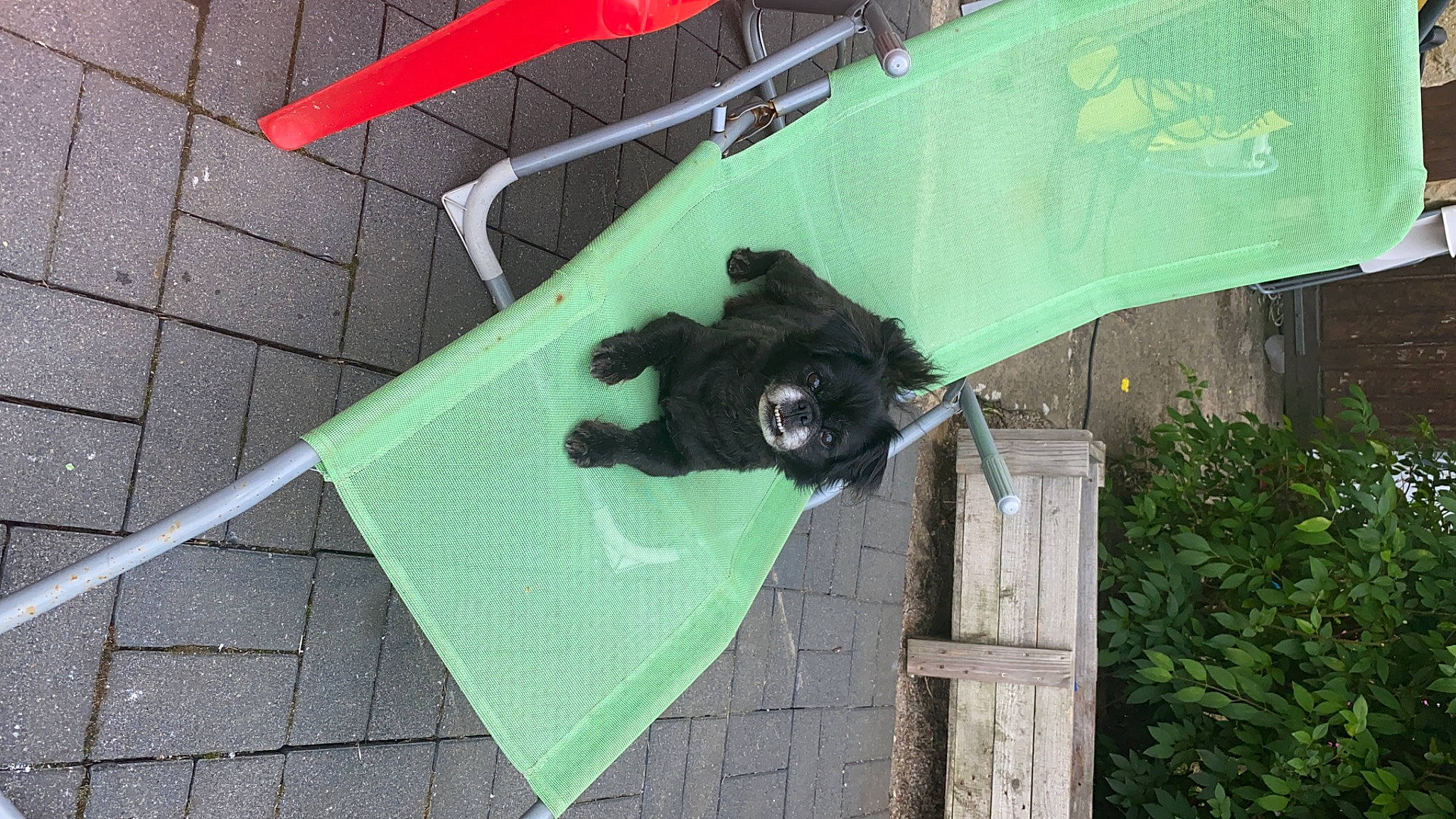 Lucky a rejoint le concours — aidez-le/la à gagner de superbes lots ! canidae, carnivore, companion_dog, dog, dog_breed, dog_supply, fur, grass, plant, sporting_group, tail, tints_and_shades, umbrella, vertebrate, working_animal