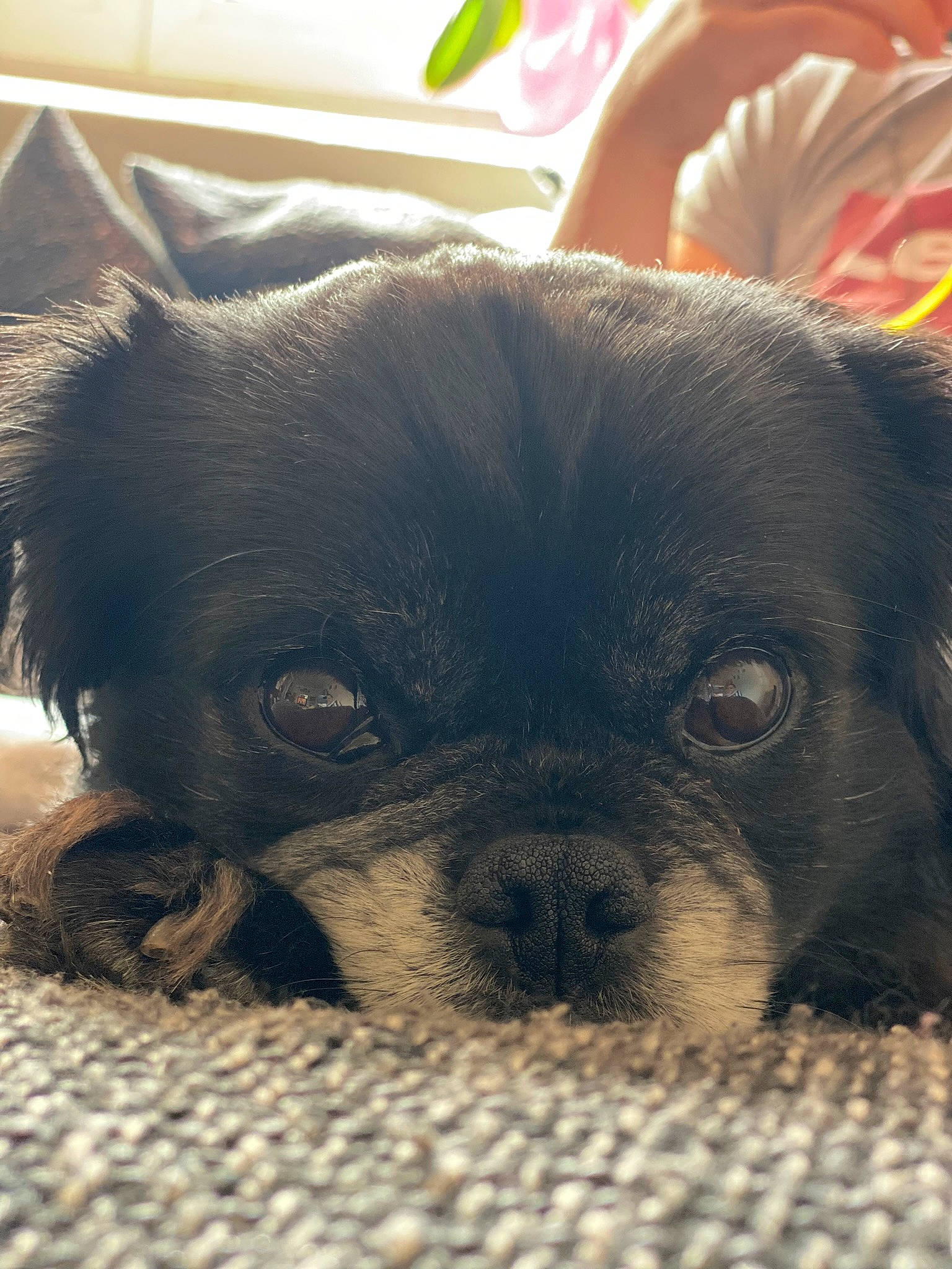 Lucky participe au concours pour gagner de l'argent avec cette photo : canidae, carnivore, comfort, companion_dog, corgi_chihuahua, dog, dog_breed, fawn, fur, liver, non_sporting_group, puppy, snout, sporting_group, terrestrial_animal, toy_dog, whiskers, working_animal