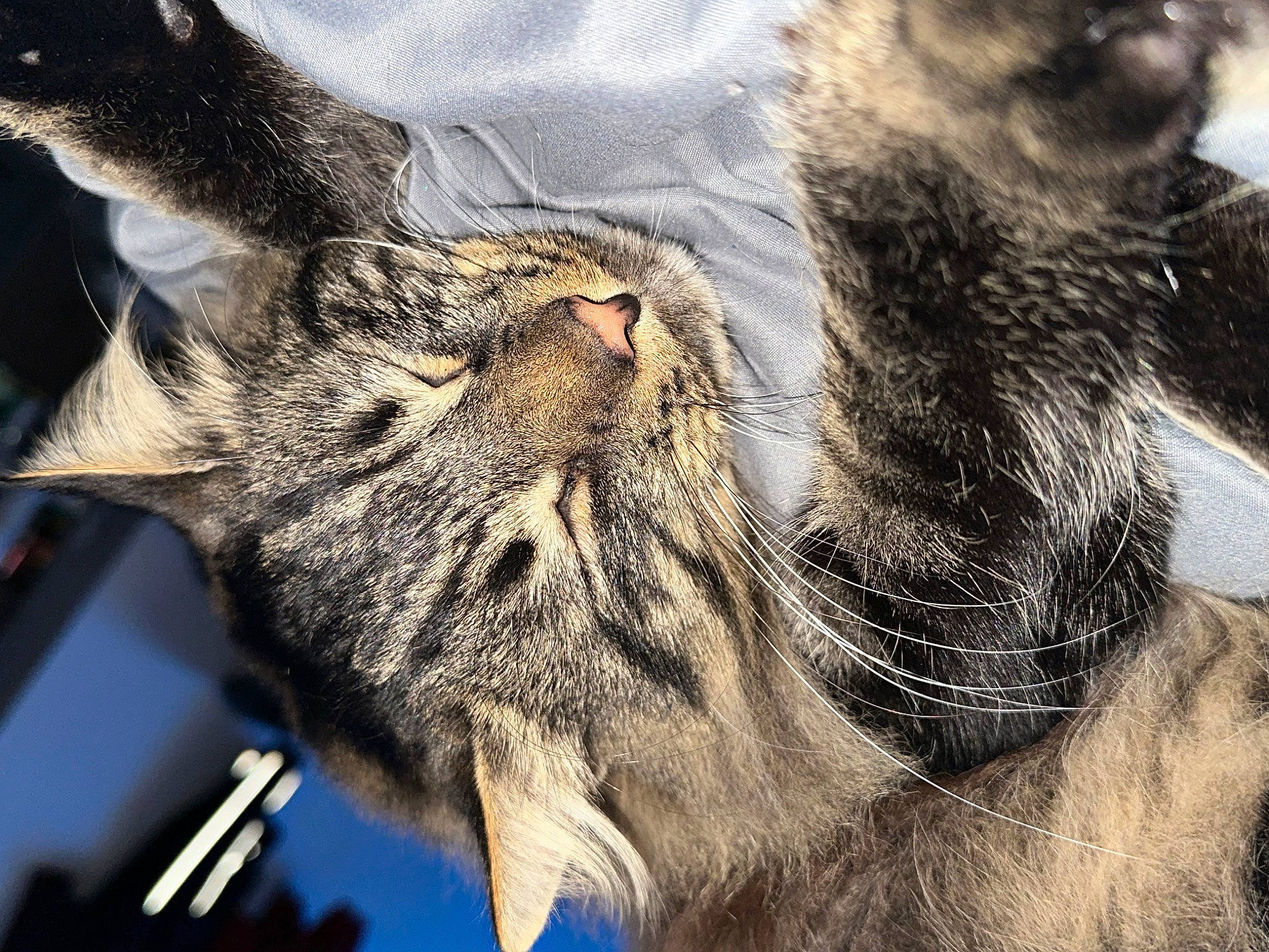 Zeus participe au concours pour gagner de l'argent avec cette photo : big_cats, carnivore, cat, claw, close_up, domestic_short_haired_cat, eye, felidae, fur, gesture, nap, paw, sleep, small_to_medium_sized_cats, snout, tail, terrestrial_animal, tree, whiskers, wildlife