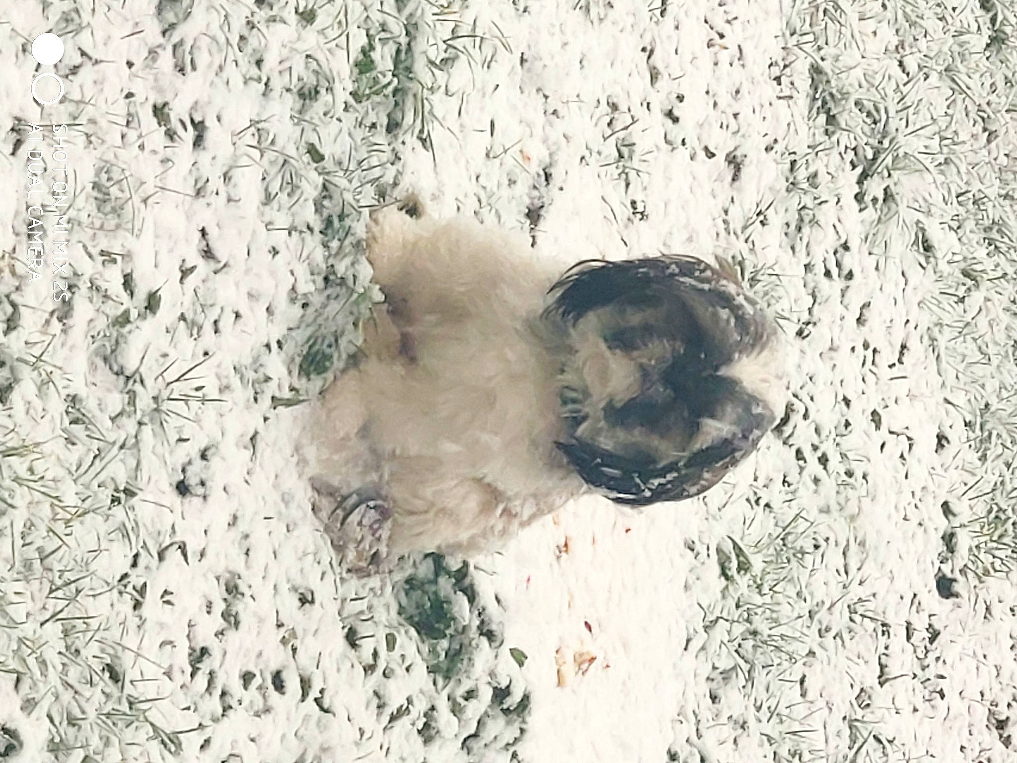 Pacha participe au concours pour gagner de l'argent avec cette photo : carnivore, concrete, dog, dog_breed, fawn, felidae, fur, grass, grey, paw, snout, snow, soil, terrestrial_animal, tree, trunk, twig, whiskers, winter, wood