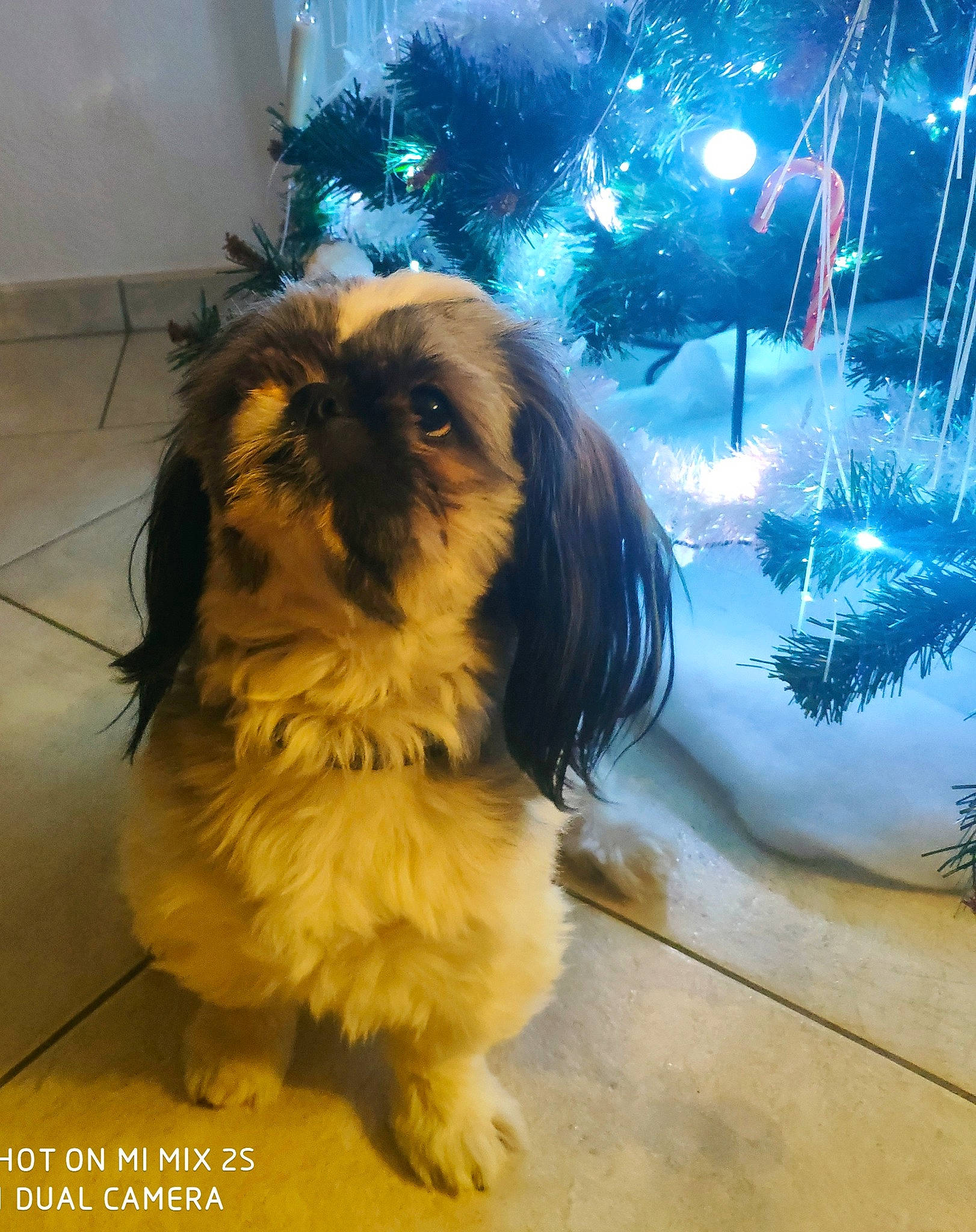 Pacha participe au concours pour gagner de l'argent avec cette photo : canidae, carnivore, companion_dog, dog, dog_breed, electric_blue, event, fawn, fireworks, fur, liver, mammal, pekingese, shih_tzu, sporting_group, tail, terrier, toy_dog, tree, vertebrate