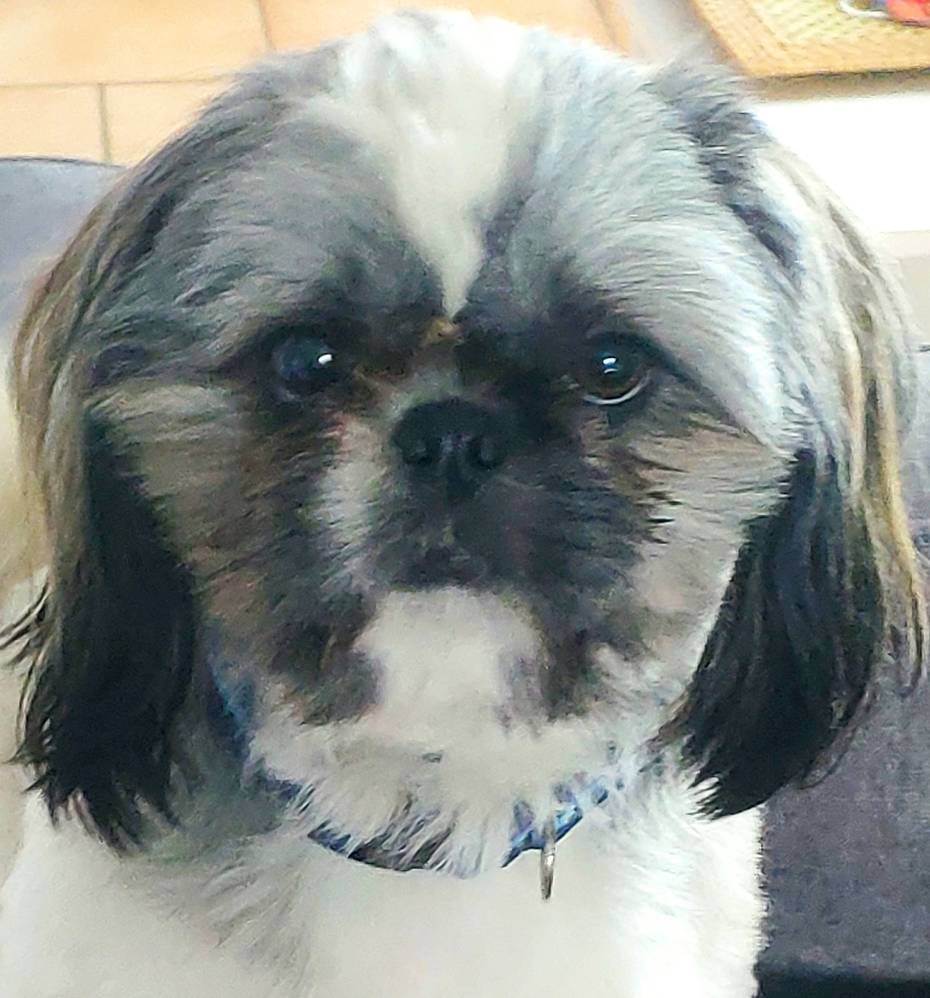 Pacha participe au concours pour gagner de l'argent avec cette photo : carnivore, companion_dog, dog, dog_breed, dog_supply, dress, ear, eye, fawn, hair, head, human_body, iris, liver, pet_supply, shih_tzu, snout, toy_dog, whiskers, working_animal