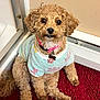 baseboard_heater, bathmat, big_eyes, brown_fur, curly_fur, cute, dog, dog_tag, door_frame, flower_charm, groomed, indoor, looking_up, pet, pink_collar, poodle, red_rug, small_dog, sweater, toy_poodle