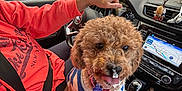 Gracie is registered to the contest to win money with this photo: dog, car_interior, person, steering_wheel, seatbelt, dashboard, gps_screen, brick_wall, parking_lot, window, leash, sweater, curly_hair, hand, console, gear_shift, reflection, sunlight, toy, seat