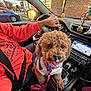 dog, car_interior, person, steering_wheel, seatbelt, dashboard, gps_screen, brick_wall, parking_lot, window, leash, sweater, curly_hair, hand, console, gear_shift, reflection, sunlight, toy, seat