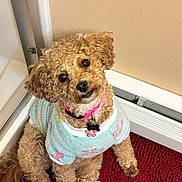 Gracie is registered to the contest to win money with this photo: baseboard_heater, brown_fur, close_up, curly_fur, cute, dog, dog_tag, door_frame, fur_texture, indoor, looking_up, pet, pink_collar, poodle, portrait, red_rug, sitting, small_dog, sweater, wall