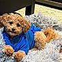 blue_hoodie, bow_accessory, brown_fur, carpet, coffee_table, cozy, curly_fur, cute, dog, home_interior, indoor, looking_at_camera, paws, pet_bed, portrait, puppy, relaxing, shaggy_rug, tail, toy_poodle