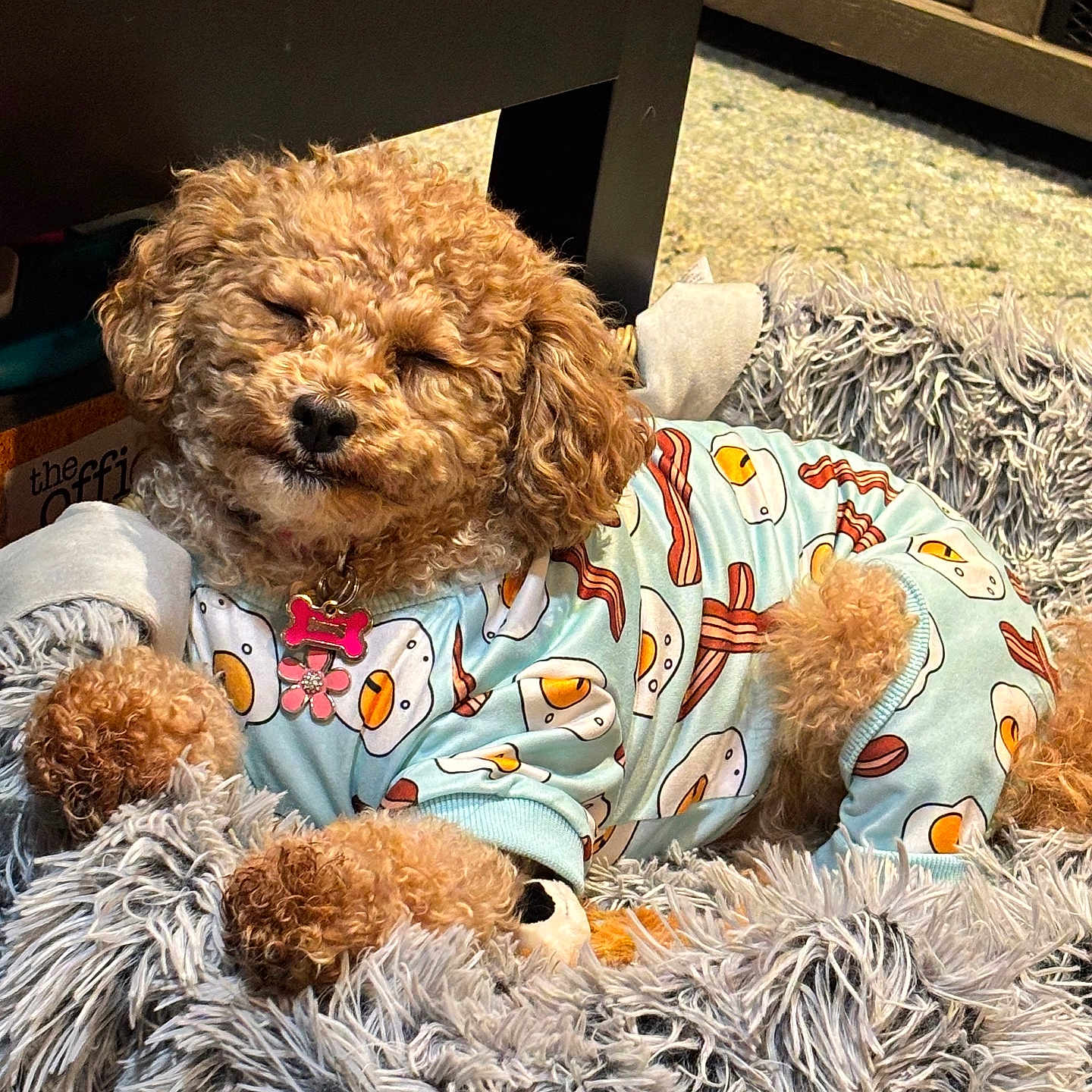 Gracie joined the competition — help win amazing prizes! bacon_print, basket, blanket, carpet, collar, cozy, curly_fur, cute, dog, dog_tag, fried_egg_print, fur, indoor, pajamas, pet, plush_bed, poodle, sleeping, small_dog, toy_poodle