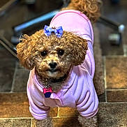 Gracie joined the competition — help win amazing prizes! dog, curly_hair, pink_clothing, bow, pet, indoor, floor_tile, brown, small_dog, canine, cute, animal, fur, collar, portrait, looking_at_camera, standing, domestic_animal, accessory, pet_clothing